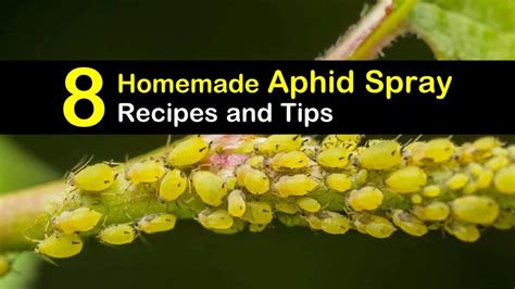 Controlling Aphids: 8 Homemade Aphid Spray Recipes and Tips | Recipe | Aphid spray, Aphids ...