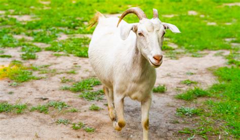 White Goat Breeds - Farmhouse Guide