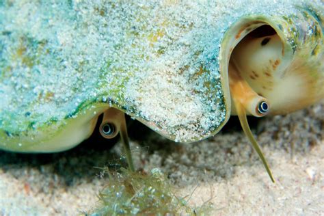 THE QUEEN CONCH: Will Her Reign Continue? | Scuba Diving News, Gear, Education | Dive Training ...