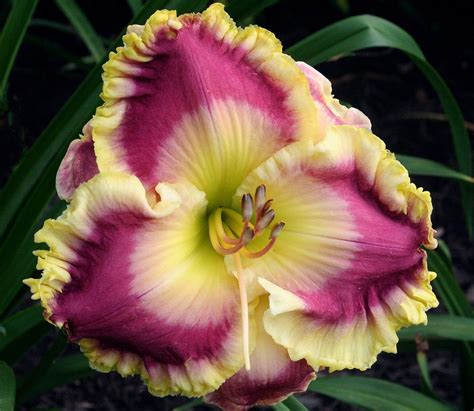 Photo of the bloom of Daylily (Hemerocallis 'Cool Runnings') posted by floota - Garden.org