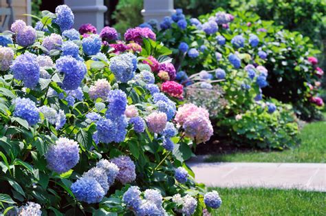 35 Hydrangea Garden Ideas (PICTURES) - Home Stratosphere