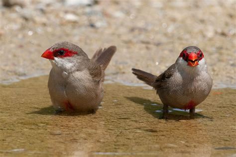 Common Waxbill by Allan Seah, via 500px | Nature birds, Beautiful birds ...