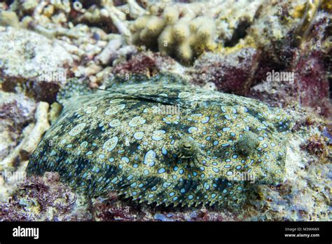 Excellent camouflage fish : The peacock flounder is also called flowery flounder because it is ...