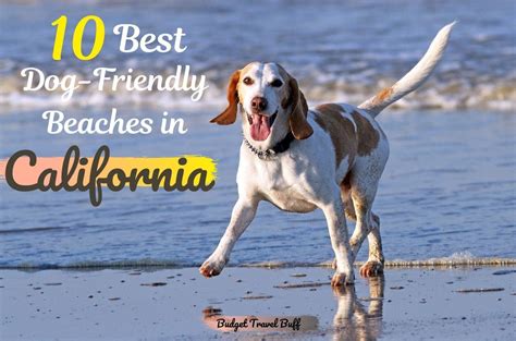 10 Best Dog-Friendly Beaches In California-BudgetTravelBuff