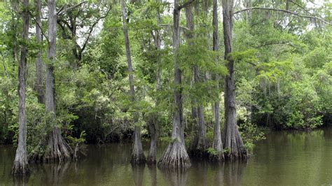 A Few Miles From Mobile, A Wealth Of History, Nature — And Danger | KCUR