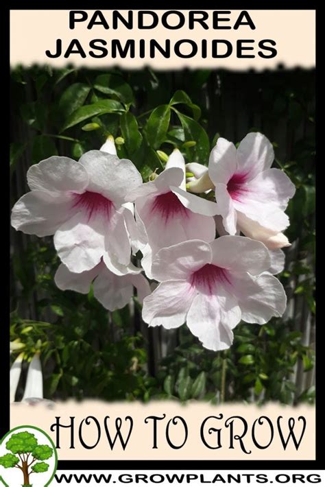 Pandorea jasminoides - How to grow & care