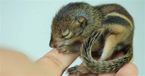 Chipmunk Animal Pictures | A-Z Animals