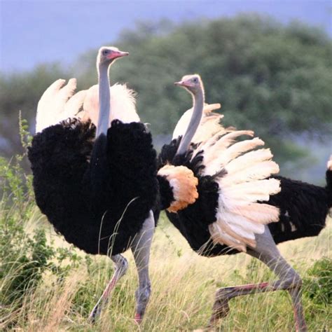 Two ostrich’s fighting – Bo Sorensen