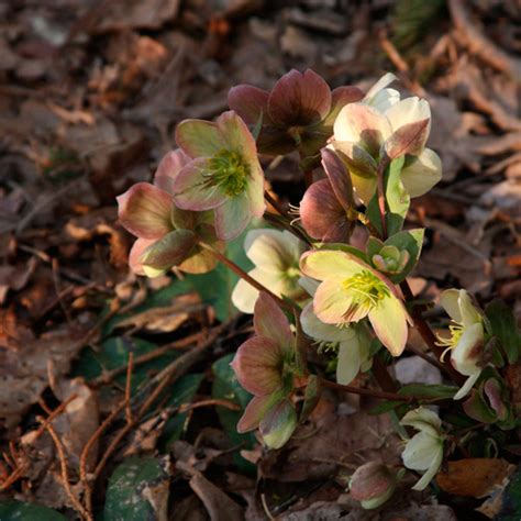 Winter-Blooming Hellebores for the Northwest - Fine Gardening