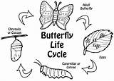 caterpillar Life Cycle Stages  Ruthanne Colson sketch template