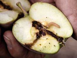 Organic Control of Codling Moths | Wormy Pests of Apples, Pears and Walnuts