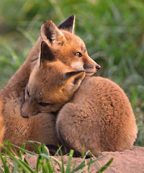 Fox Cubs Cuddle Photograph by William Jobes - Fine Art America