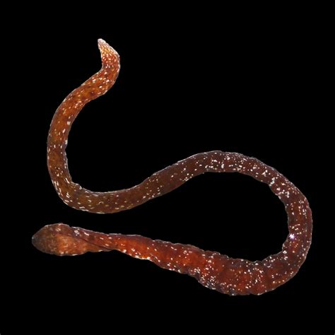 Panamanian ribbon worm | Smithsonian Tropical Research Institute