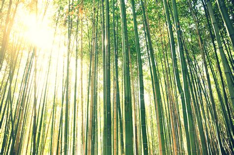 Tall Bamboo Forest Photograph by Meredith Winn Photography