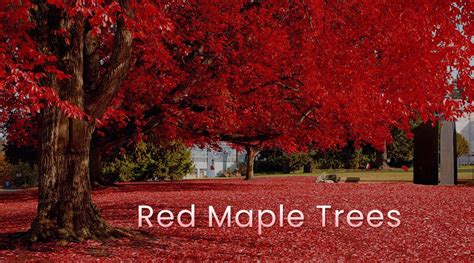 Red Maple Trees - All You Need To Know About Planting & More ...