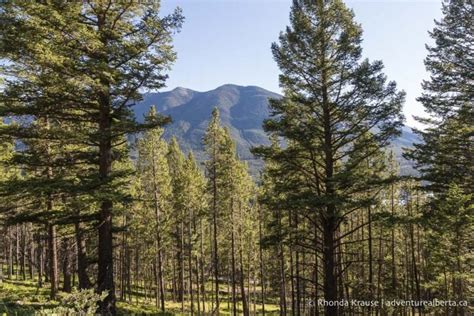 Tunnel Mountain Hike- Guide to Hiking Tunnel Mountain Trail