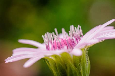 pink dandelion | Pink dandelion, Dandelion, Flowers