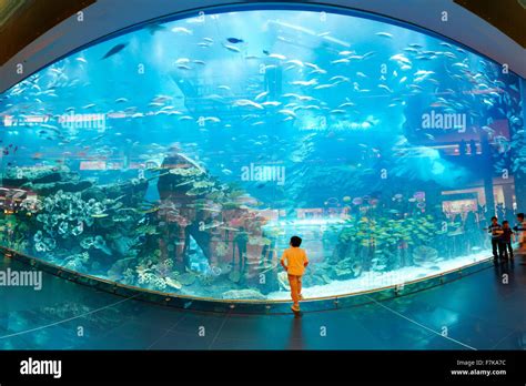 The Dubai Mall Aquarium, Dubai, United Arab Emirates, Middle East Stock Photo, Royalty Free ...