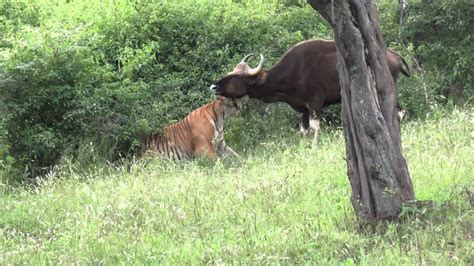 Rarest video of a tiger killing a gaur... - YouTube
