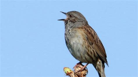 Territorial song of the Dunnock (Prunella modularis) - YouTube