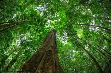 The Rainforest Canopy — Kaltimber - Timber merchant - Flooring shop