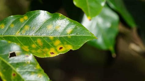 Coffee Rust: A Nightmare Crop Disease