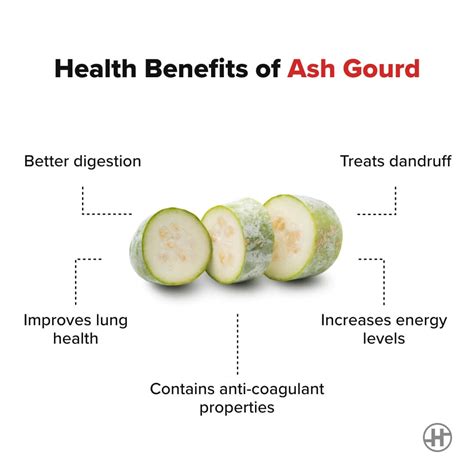 Ash Gourd - Benefits, Recipes, And More - HealthifyMe