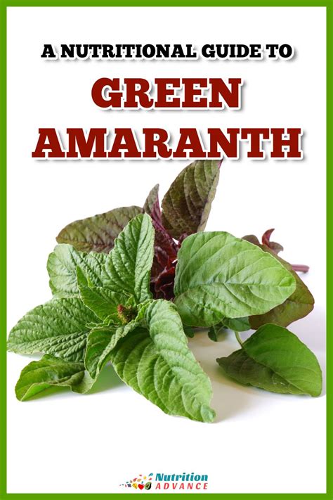 Green Amaranth Leaves: A Nutritional Guide Nutrition Advance