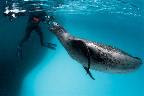 Fotógrafo da 'National Geographic' narra encontro fantástico com foca leopardo na Antártica