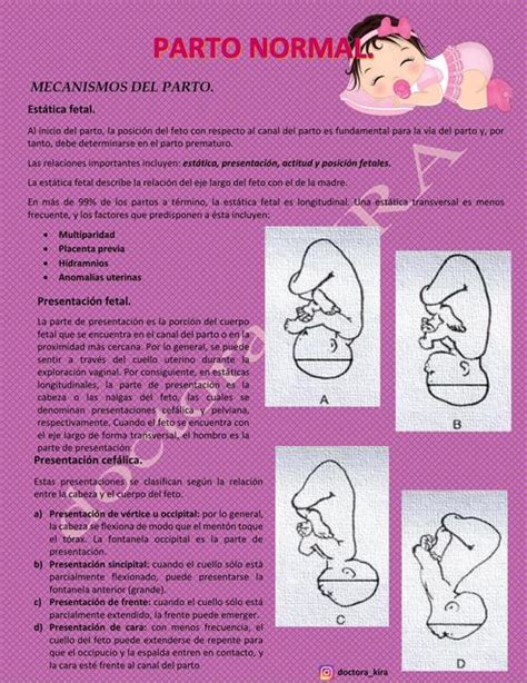 RESUMEN PARTO NORMAL | Obstetricia | Medicina | uDocz