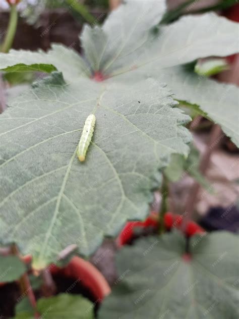 Premium Photo | A fruit borer on leaves