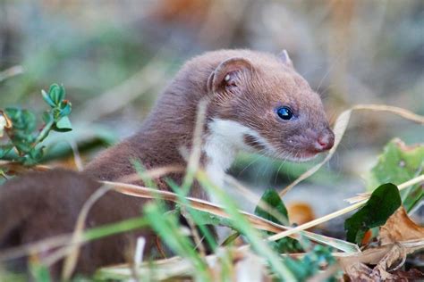 Least Weasel Facts - CRITTERFACTS