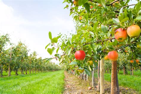 Take Your Pick: The Best Apple Orchards Around | William Pitt Sotheby's Realty