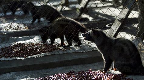 Partially-digested “cat poop” coffee is not only disgusting, but inhumane