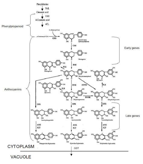 Schema of anthocyanins biosynthesis | Download Scientific Diagram