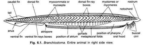 External Morphology of Branchiostoma (With Diagram) | Chordata | Zoology