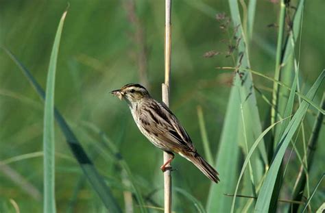 Aquatic Warbler | Bird Identification Guide | Bird Spot