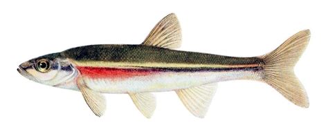 The many stressors faced by the endangered Redside Dace – Fish Habitat ...