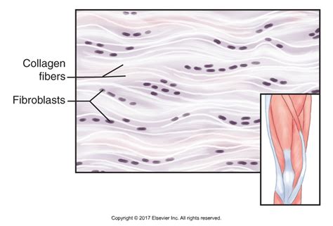 fascia Archives - Learn Muscles