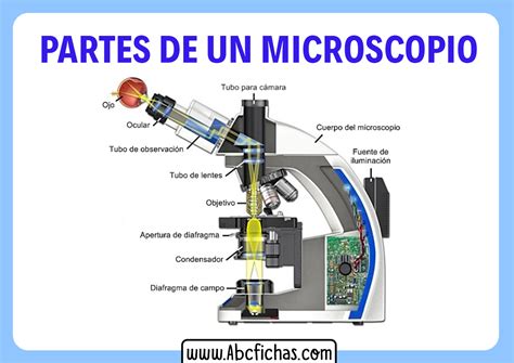 Microscopio Dibujo Con Sus Partes Facil Que Es El Microscopio Para | Images and Photos finder