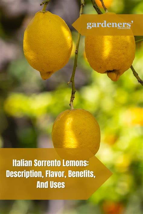 Italian Sorrento Lemons: Description, Flavor, Benefits, And Uses ...