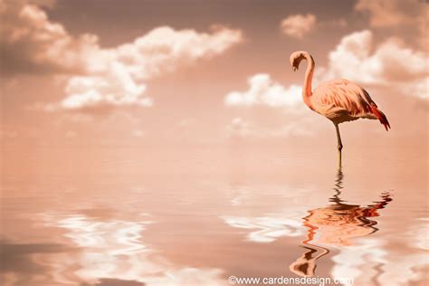 Flamingo Desktop Wallpaper - WallpaperSafari