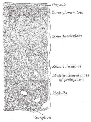 Chromaffin cell - wikidoc