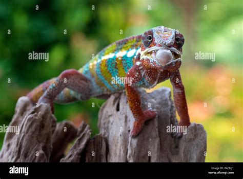 Chameleon tongue out for prey hi-res stock photography and images - Alamy