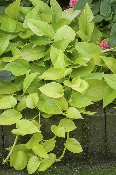 variegated neon pothos care - Petra Dorn