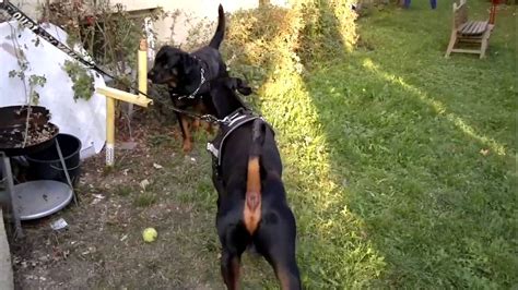 Rottweiler vs. Dobermann - Todes Kampf - - Fight - Part 2 - YouTube