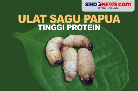 SINDOgrafis: Ulat Sagu Papua, Larva Kumbang yang Sangat Kaya Protein