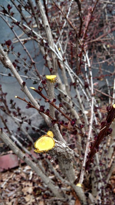 Japanese Barberry, Invasive Winter Fruit - Eat The Planet