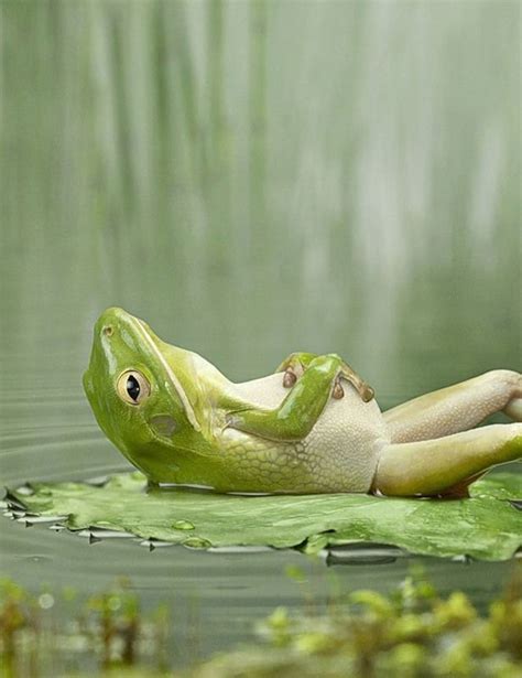 Relaxing Pictures Of Animals