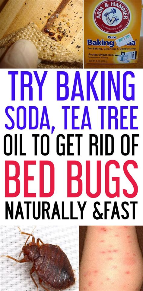 77 Best of How To Get Rid Of Bed Bugs Under Carpet - insectza